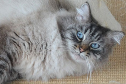 chat race siberien
