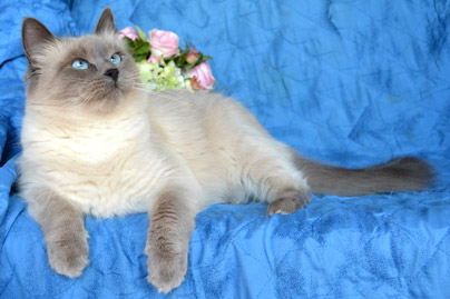 siberien gros chat blanc yeux bleus