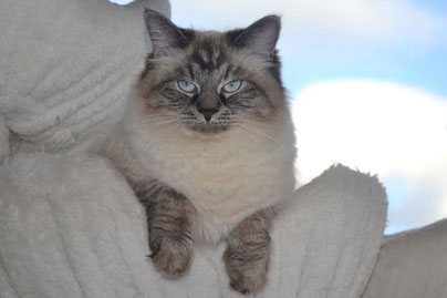 chat race siberien