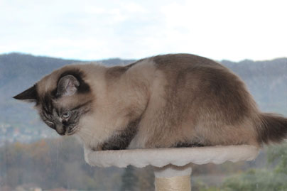 chatterie siberien occitanie