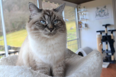 chat siberien kalinka