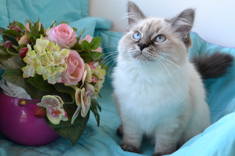 sibérien chat