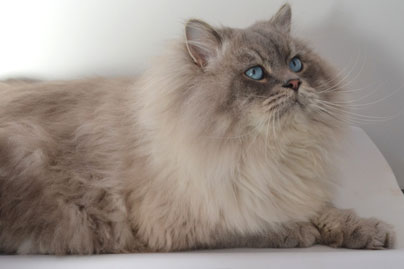 chatterie gros chat siberien champion