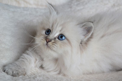 chat siberien yeux bleu