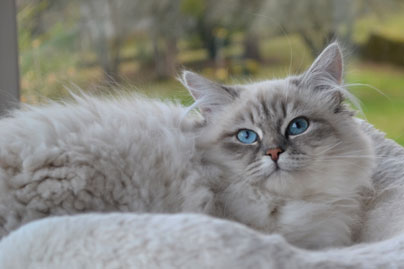 chaton elevage siberien