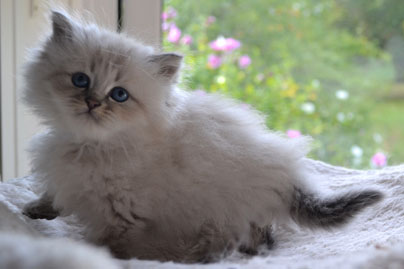 chaton siberien anti allergie