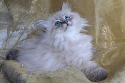 magnifique chat siberien