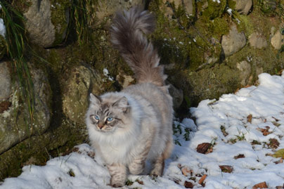 chatons siberiens neva