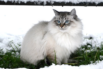 froid chat siberien elevage passion gabari