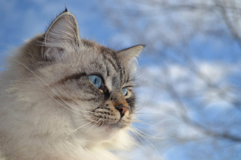 siberien chat race