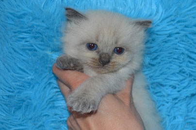 chaton Russkaya