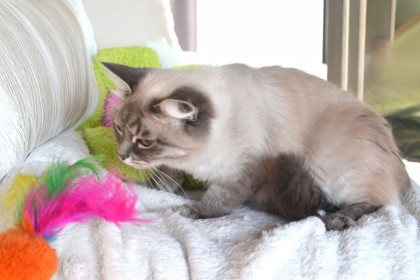 chats hypoallergéniques