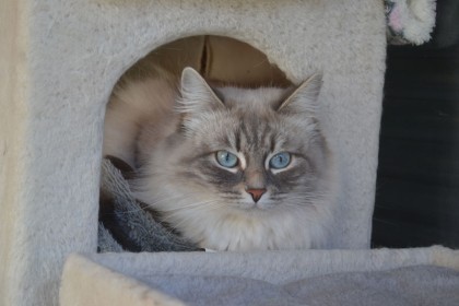 le chat hypoallergénique