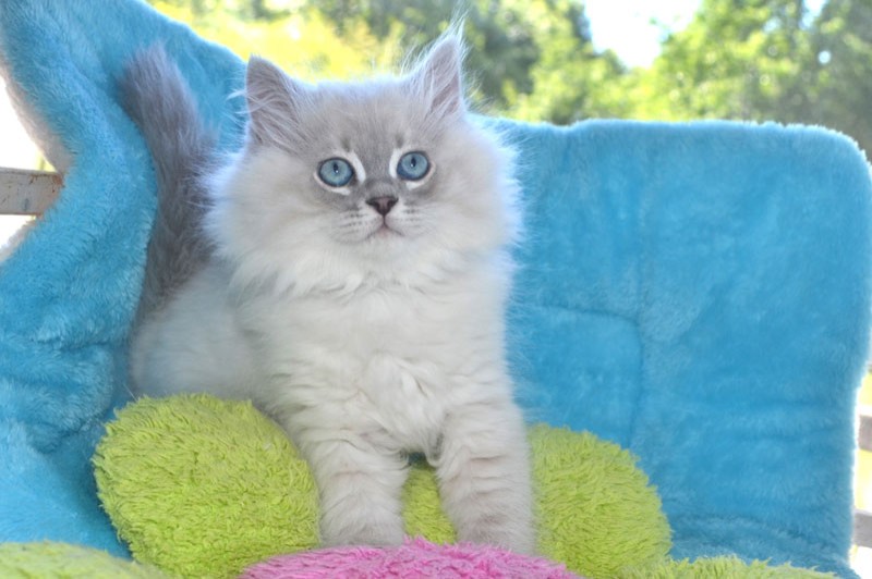 chat hypoallergenique