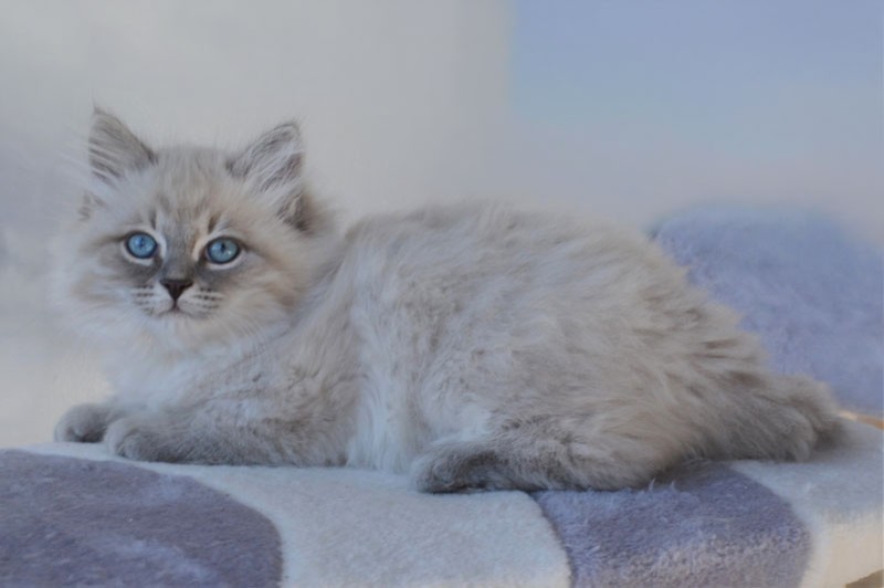 chat sibérien hypoallergénique