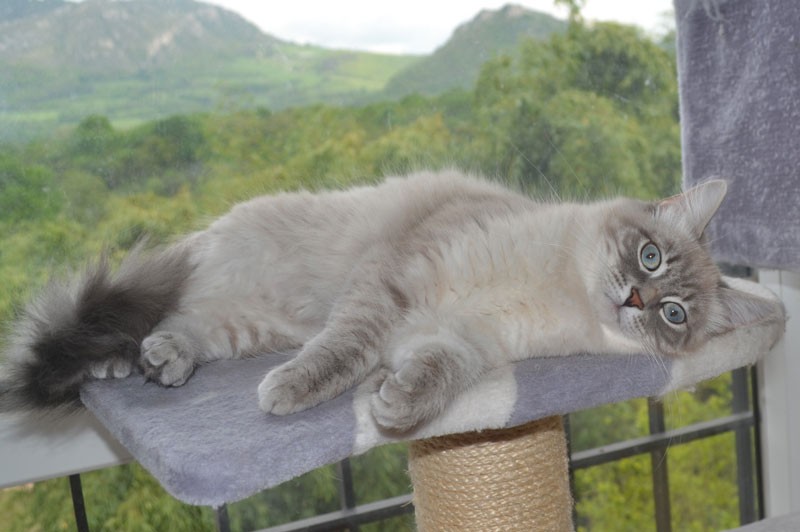 chat hypoallergénique