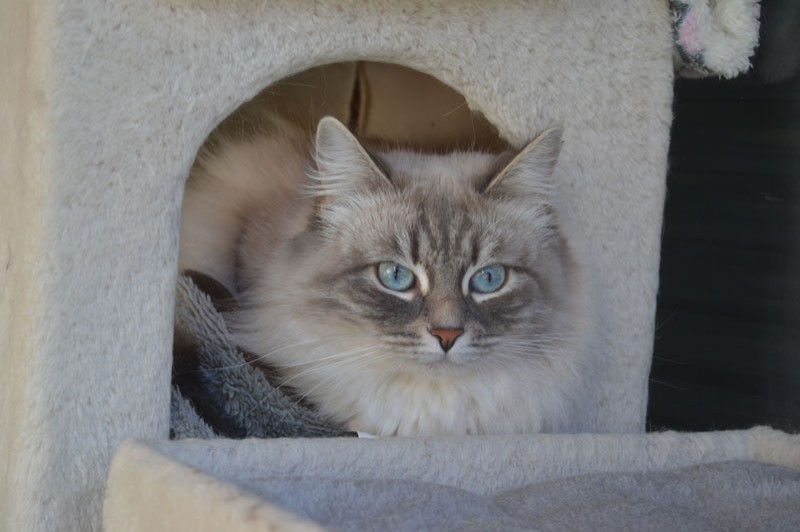 le chat hypoallergénique