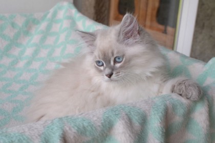 chat hypoallergénique prix