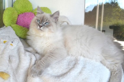 chat hypoallergenique