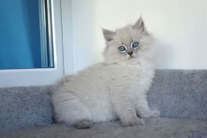 le chat hypoallergénique