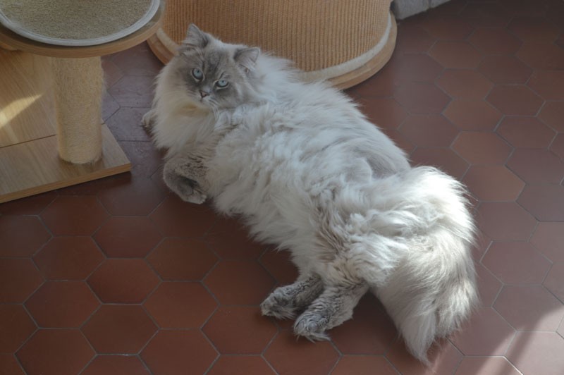 sibérien neva masquerade