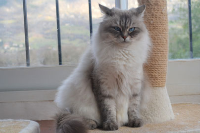 chat siberien altichat