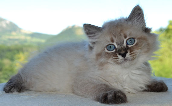 chaton siberien hypoallergenique