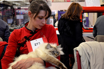 exposition chat siberien bordeaux