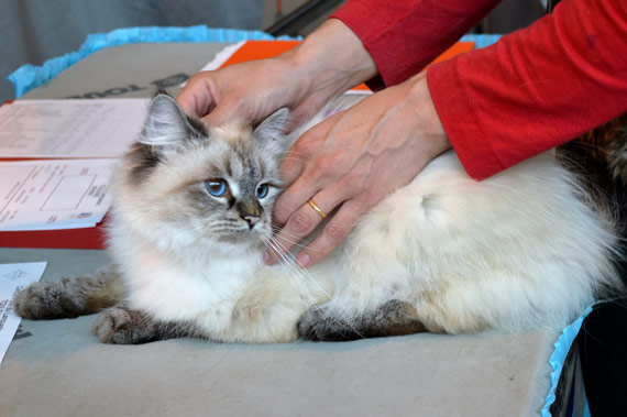 altichat siberien gros chat elevage