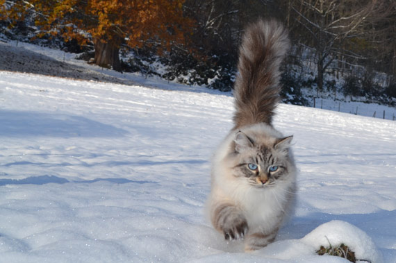 chat siberien dans la neige