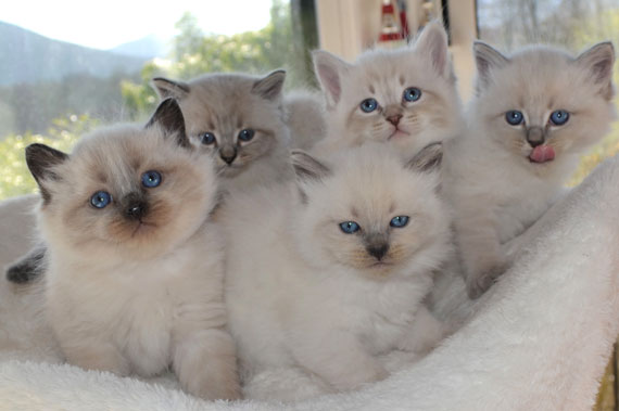 chatons siberien altichat