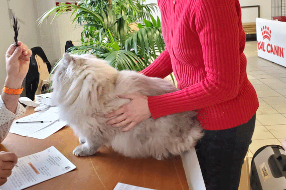 eleveur chat siberien