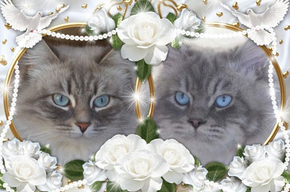 chatons sibeirens altichat race 