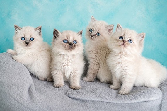 chatterie sibérien elevage chat
