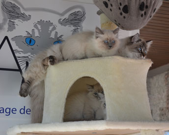 les concours felins