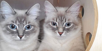 chaton elevage siberien