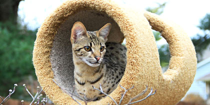 eleveur chatterie siberien race