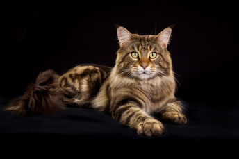 le Maine Coon