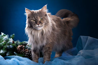 le main coon